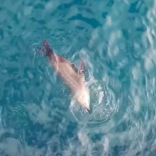 A playful seal was also filmed rolling in the swell. 