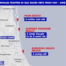 Four whales have been rescued from shark nets since the migration started in May.