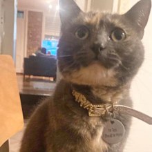 The owners of a cat missing in Sydney's eastern suburbs say they're in "absolute shock"  after the vet where it was being boarded admitted giving it to the wrong person by accident - who then let it outside.Katie Matthews and Bernardo Matuck from Queens Park near Bondi, took their cat, Tara, to Bondi Junction Vet Hospital to be cared for while they both went to see their families overseas.