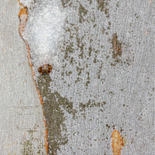 Frontal view of an A. mullion's silk retreat on the trunk's surface where scarring from debris collection is visible. 