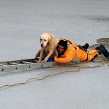 The trapped labrador. (Facebook/Orange County Sheriff's Office)