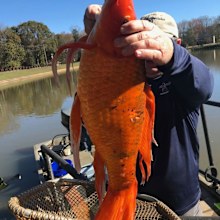It's not believed the fish's large size has anything to do with chemical exposure.