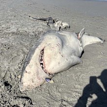 A great white shark was likely torn to pieces by hungry killer whales.