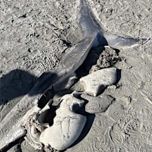 Killer whales are known to tear great whites apart to access their livers.