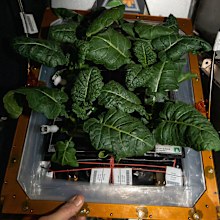 Amara mustard plants are currently being grown on the space station.