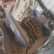 Ms Hudson believes the python had been feasting on rats and mice in her stable.