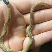 The baby brown snake did not survive the battle.