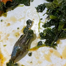 snake in flight meal