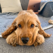 Photos of Archie was stolen from Ms X's Instagram. 