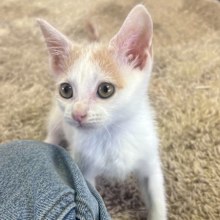 abandoned and dumped kittens hills cat rescue 