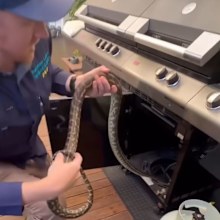 A Queensland snake catcher has issued a summer warning after wrangling a snake found curled up inside an outdoor barbecue.