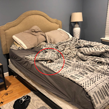 Dog hiding in bed sheets