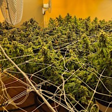 They allegedly uncovered 304 cannabis plants, 30 kilograms of dried cannabis and a "traffickable" amount of cocaine. 