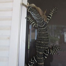 A goanna with a live rabbit in its jaws at Malcolm Thom's North Sydney home