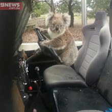 Sam Box found this furry intruder in the family Land Rover when he got home from school. (9NEWS)