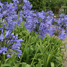 The Agapanthus flowers at the centre of another neighbourly dispute.