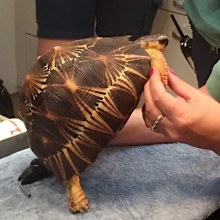 This tortoise stolen from Perth Zoo has been returned. (AAP)