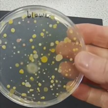 Hand dryer bacteria