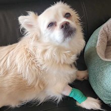 Dog Lily was bitted by a snake in Melbourne. 