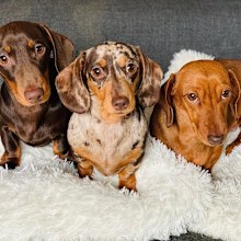 Coco, Bear and Piglet