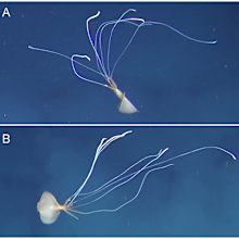 Bigfin squid