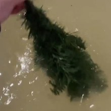 Tanja Bentley Ward washes her Christmas tree