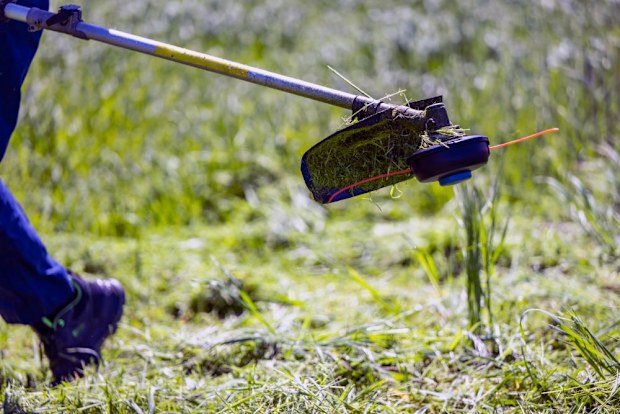 Weed eater, whipper snipper 