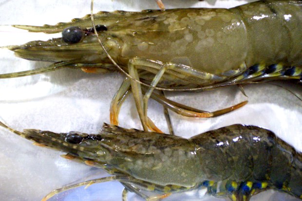 White spot virus detected in wild caught school prawn in northern NSW.