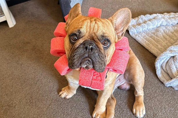 Chunk the french bulldog backyard hazards seeds Sydney Animal Hospital