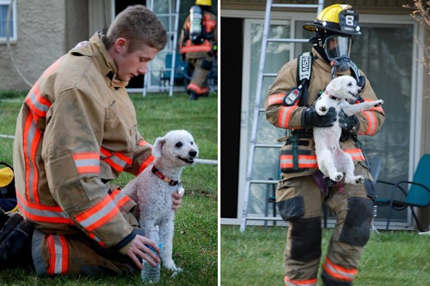 Firefighters rescued the dog from a house fire. (Facebook / Providence Volunteer Fire Company)