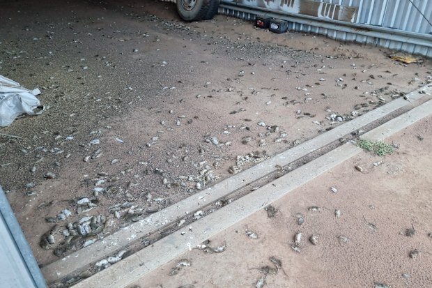 Dozens of dead rodents in Coonamble. mouse plague