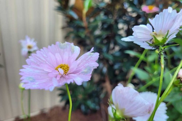 Ants attacking a cosmos flower
