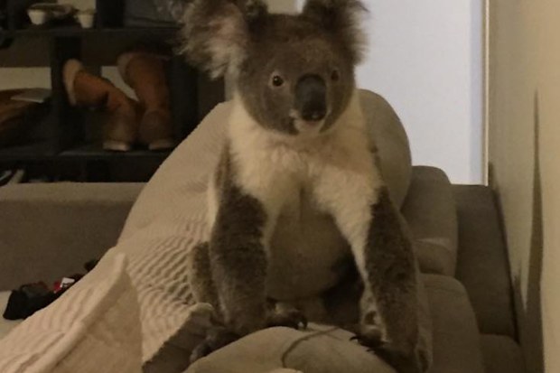 (Wildcare Australia)
