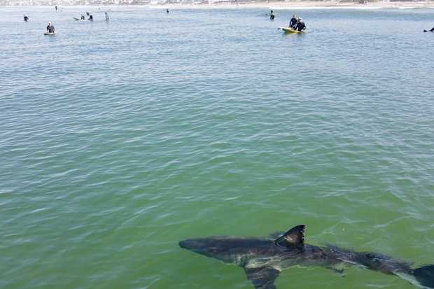 A juvenile great white shark is photographed cruising down a San Diego beach.