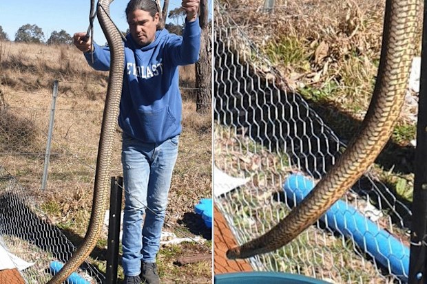 Monster eastern brown snake found in New South Wales