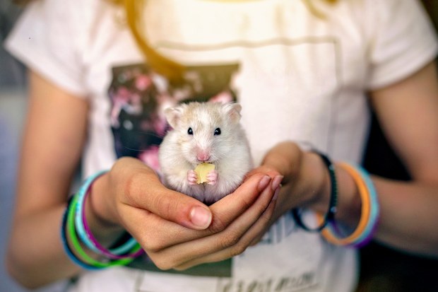 Girl holding a hamster.