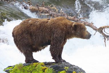 Bear 32 Chunk