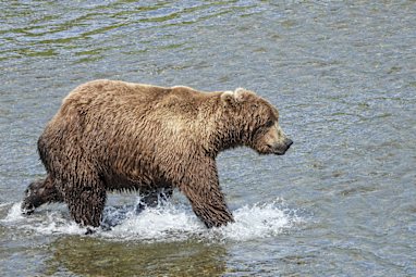 Bear 856