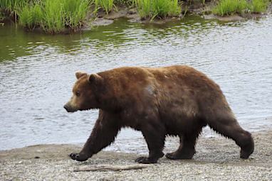 Bear 151 Walker