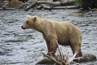 Bear 128 Grazer