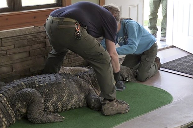 Authorities seize 3.4 metre long alligator from New York swimming pool 