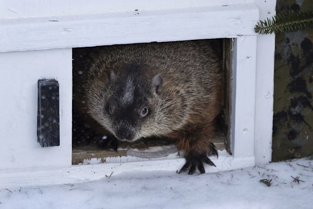 Shubenacadie Sam emerges from her burrow at a Groundhog Day