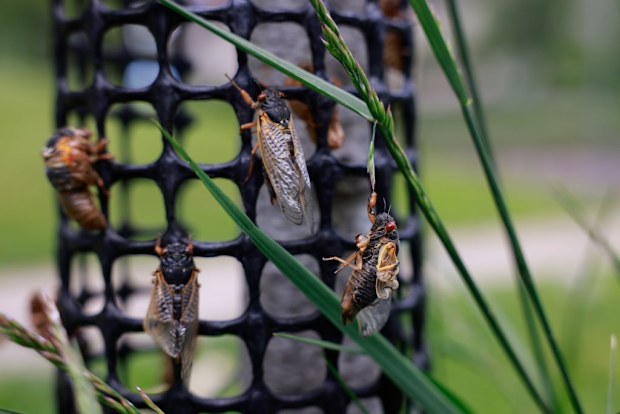 Billions of cicadas are expected to emerge this year in Indiana and several other states after living in the ground for 17 years. (Photo by Jeremy Hogan/SOPA Images/LightRocket via Getty Images)