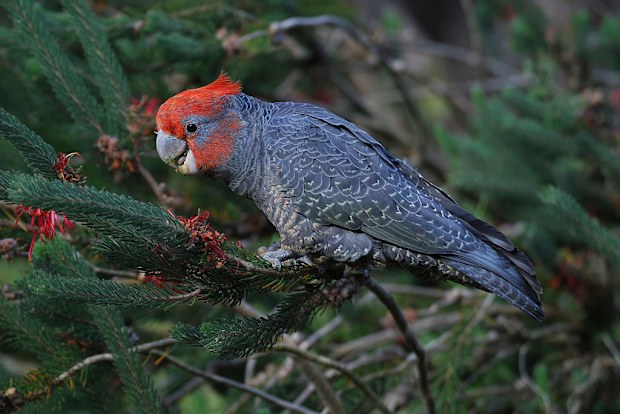 File image of a gang-gang cockatoo (Callocephalon fimbriatum). Some species of Australians parrots are showing a 10 per cent increase in beak size.