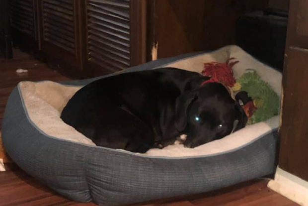 Missing dog resting at home