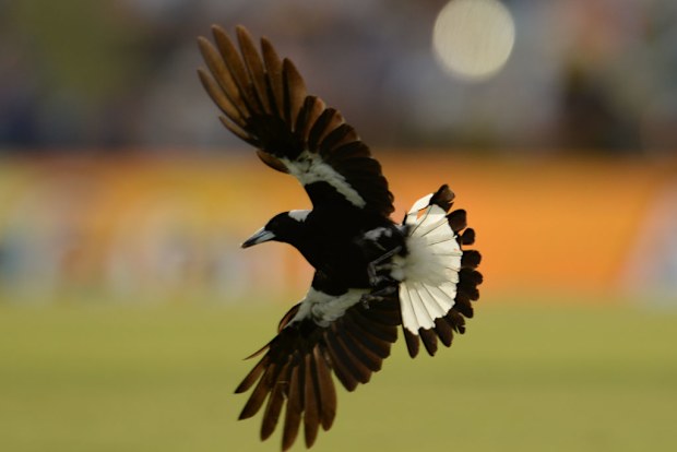 Magpies swoop to ward of threats to their chicks.
