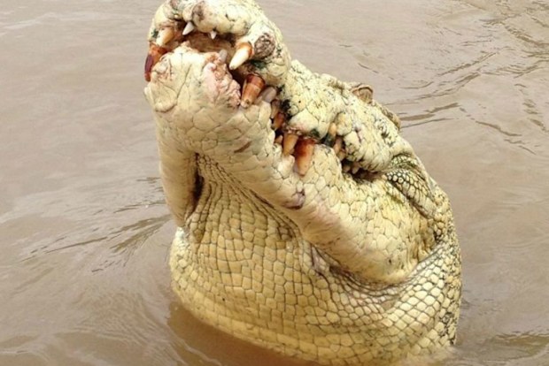 Michael Jackson, the albino croc that has been shot after taking a man in the Adelaide River. (Source: Adelaide River Queen Jumping Croc Tours)
