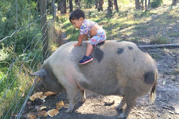 Miniature pig Fran and one-year-old Walter. (Ryan Kenyon)