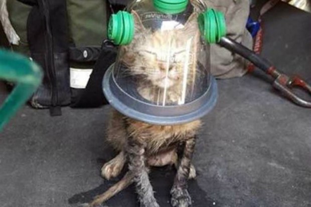 The cat does not look impressed despite having just been saved from the brink of death. (Facebook: Mary Ann Cardinale)