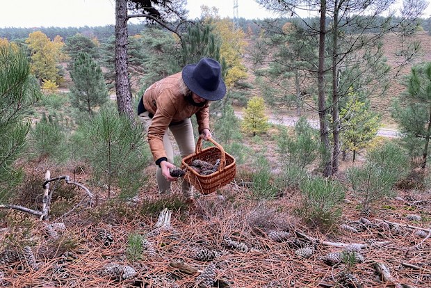 Woman collecting pine cones.